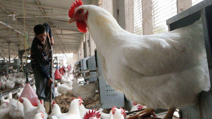 الصقيع في غزة يقتل 20% من قطاع الدواجن
